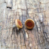 Kolczyki z drewna śliwy z czerwonym jaspisem